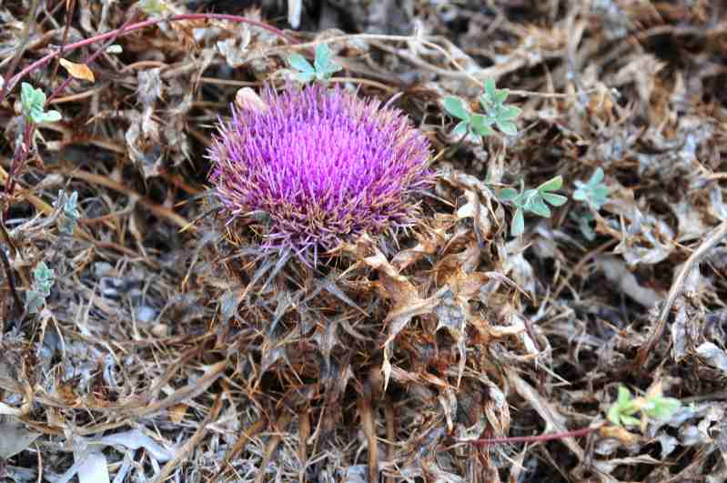 Carlina gummifera